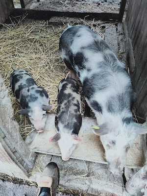 vând grăsună - imagine 2