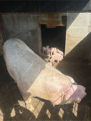 scroala cu 11 purcei 