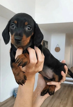 Teckel dachshund 1300 lei