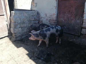 Porci de vânzare 