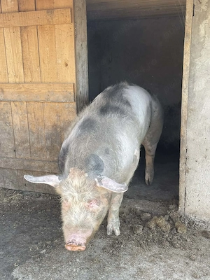 Porc de vânzare, rasă Petran! 