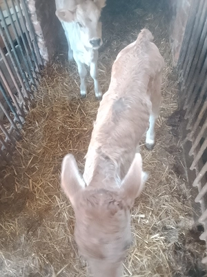 Vând două vitele preț per bucata