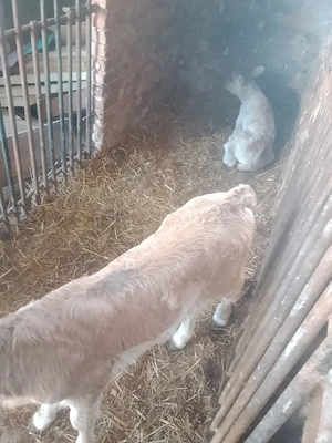 Vând două vitele preț per bucata - imagine 4