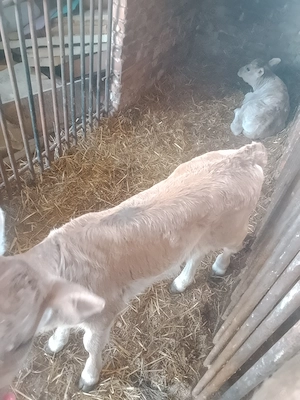 Vând două vitele preț per bucata - imagine 2