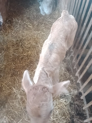 Vând două vitele preț per bucata - imagine 3