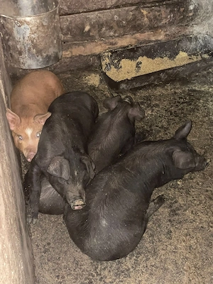 purcei, căruța, mig de azotat, cositoare piese si betonieră fara motor - imagine 2