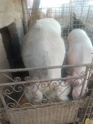 disponibili in viu sau carcasa