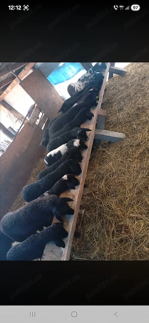 Carne se miel proaspata direct de la producator