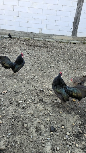 gaini bantam - imagine 2