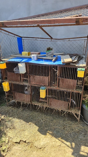 cusca iepuri - imagine 3