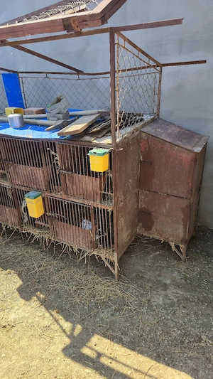 cusca iepuri - imagine 2