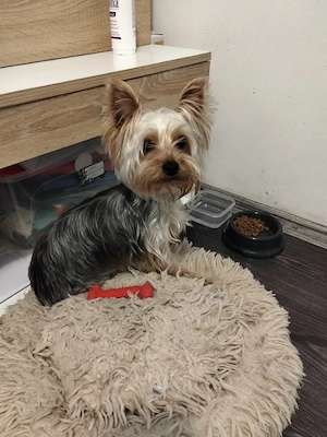 yourkshire terrier