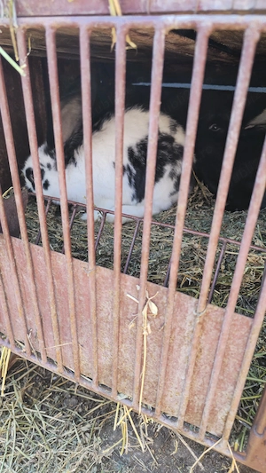 iepuri fluture german