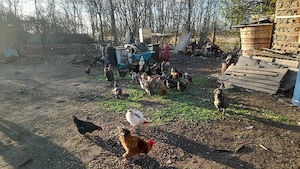 Cocosi de vanzare cine doreste