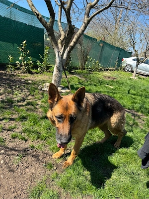 Donez Catea Cuobanesc German