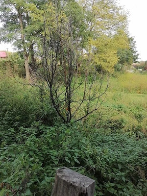 Casa si teren 30 km distanta de Dej.Cluj - imagine 2