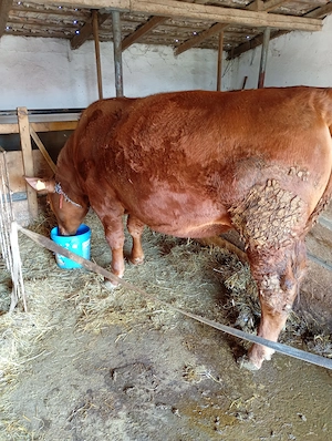 Junincă gestantă de vânzare 