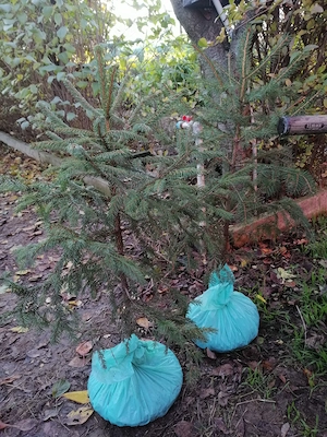 Vând brad pentru nuntă