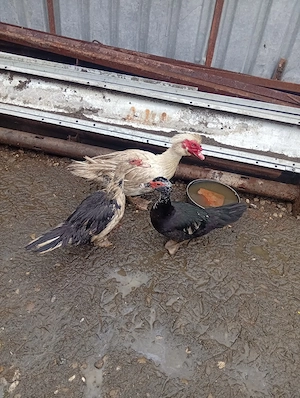 Vând 2 Rațe și un Rățoi Preț 250 Lei toate 