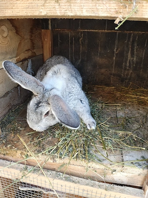 Vând iepurii  - imagine 3