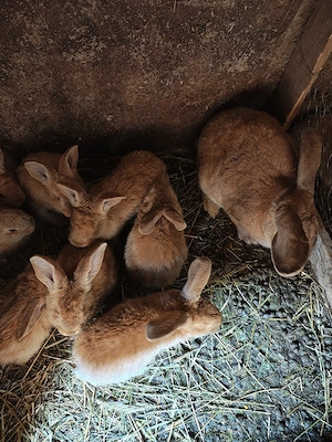 Vând iepurii  - imagine 4