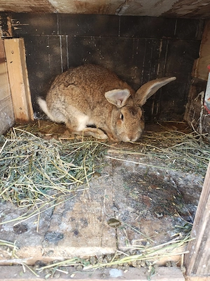 Vând iepurii  - imagine 2