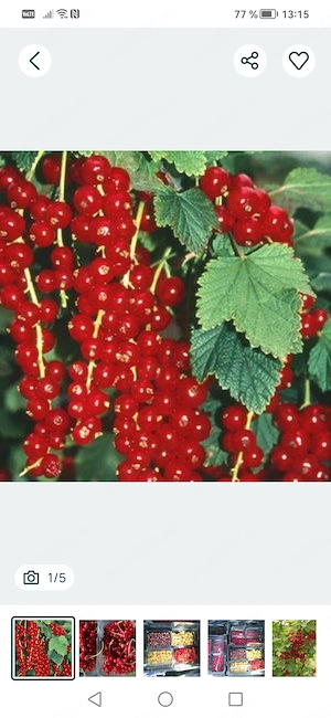 Vand butasi de coacăz negru și rosu