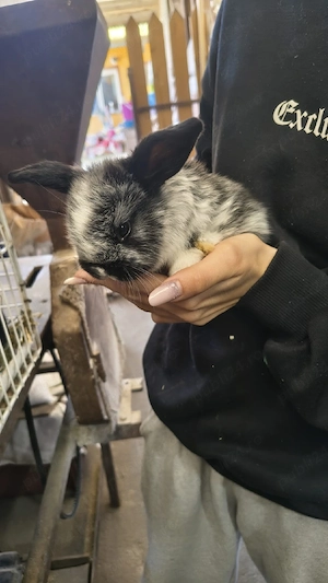 Iepurași disponibili - imagine 3