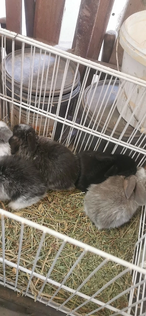 Iepurași disponibili - imagine 5