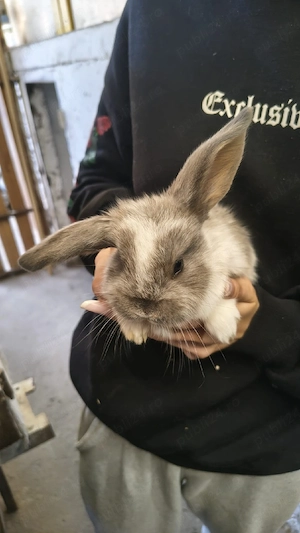 Iepurași disponibili - imagine 2