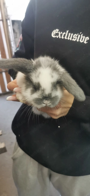 Iepurași disponibili - imagine 4