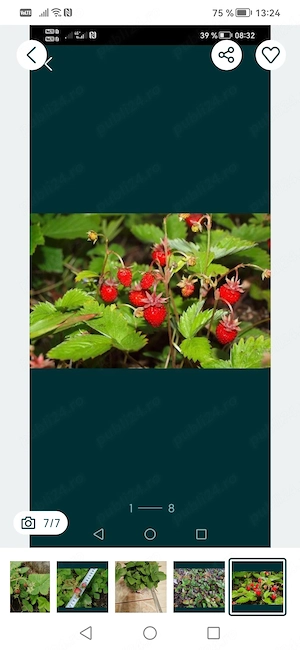 Vand fragi de cultura