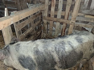 Vand porc de casa in Galati