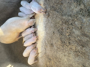 Purcei de vânzare inf tel  