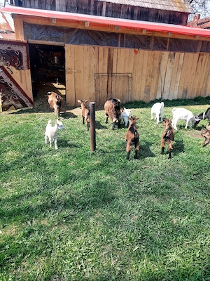 Capre la prima si a doua fatare +11 iezi iedite si tapisori . - imagine 3