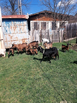 Capre la prima si a doua fatare +11 iezi iedite si tapisori . - imagine 4