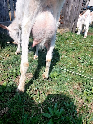 Capre la prima si a doua fatare +11 iezi iedite si tapisori . - imagine 2