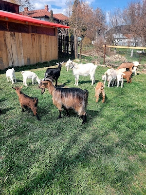 Capre la prima si a doua fatare +11 iezi iedite si tapisori . - imagine 5