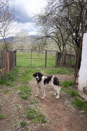 Vand mascul Ciobanesc de Bucovina 