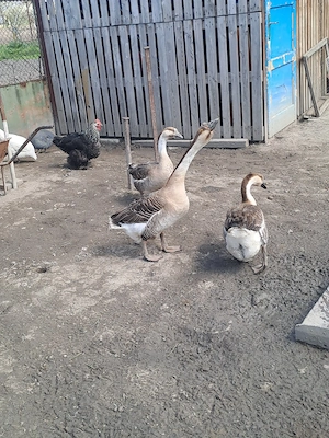 Gâște chinezești - imagine 2