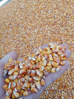 Vând porumb de foarte buna calitate 