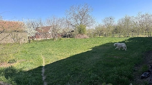 Teren de vânzare in Fughiu 500m  - imagine 2