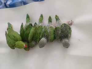 Micul Alexandru - imagine 2