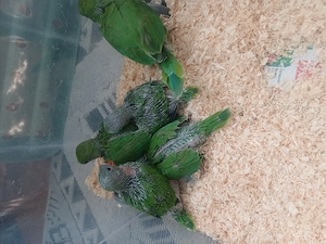 Micul Alexandru - imagine 4