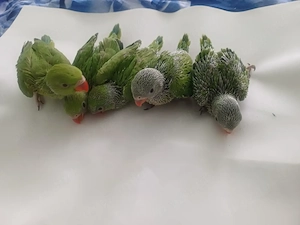 Micul Alexandru - imagine 3