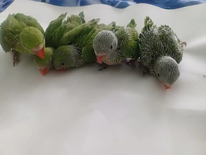 Micul Alexandru - imagine 5