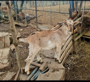 Ieduță rasa alpina, metis