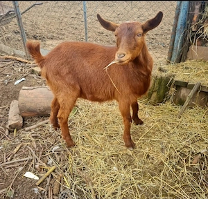 Capra rasa Alpina metis  - imagine 2