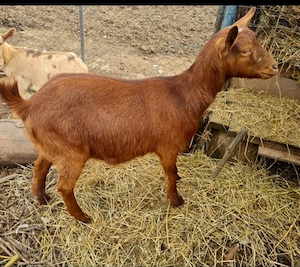 Capra rasa Alpina metis 