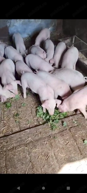 Vând purcei de 8 săptămâni  - imagine 2